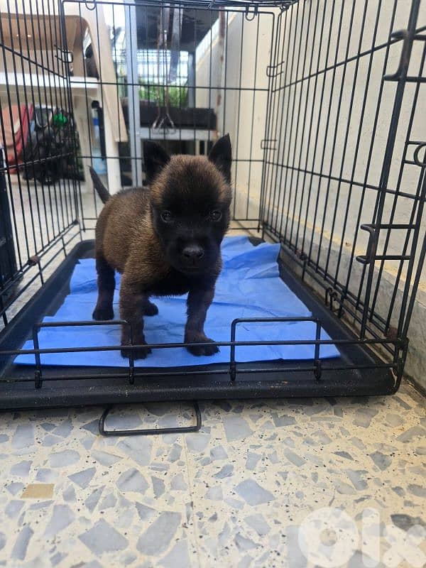 malinois puppies 16