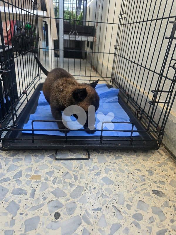 malinois puppies 17