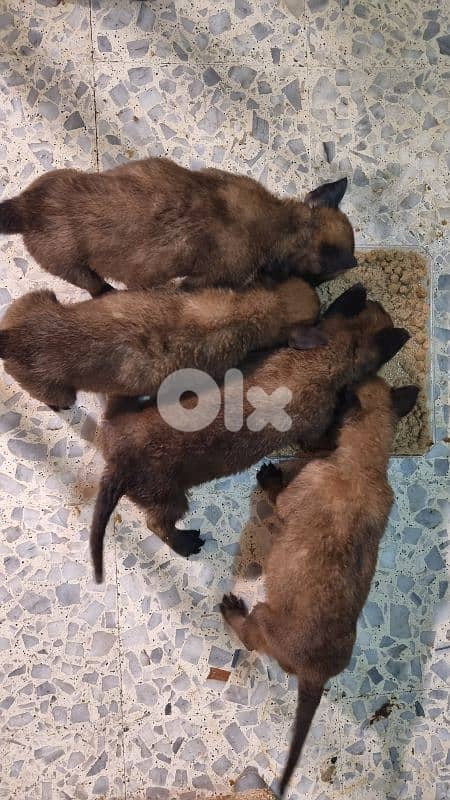 malinois puppies 18