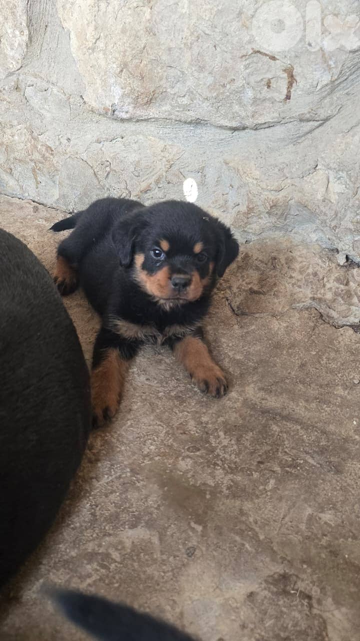 Puppys rotweiker hight quality lra2em 76094651 0