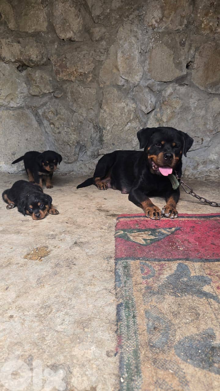 Puppys rotweiker hight quality lra2em 76094651 1