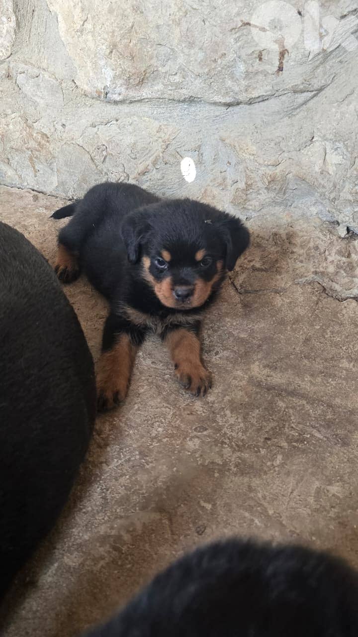 Puppys rotweiker hight quality lra2em 76094651 2