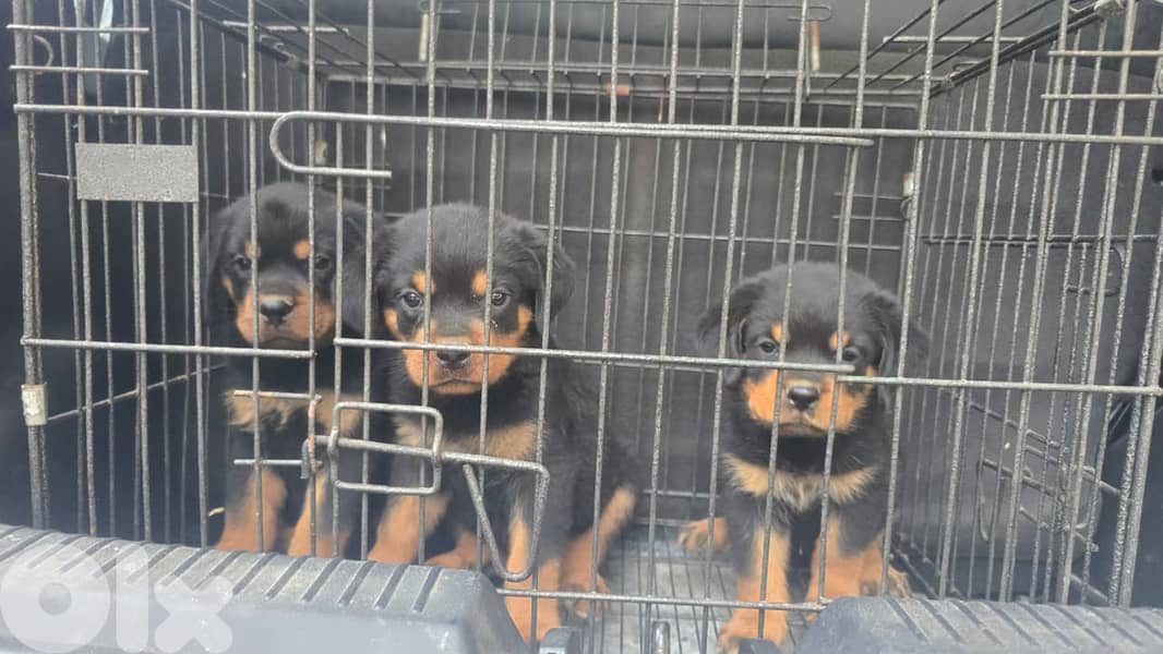 Puppys rotweiker hight quality lra2em 76094651 3