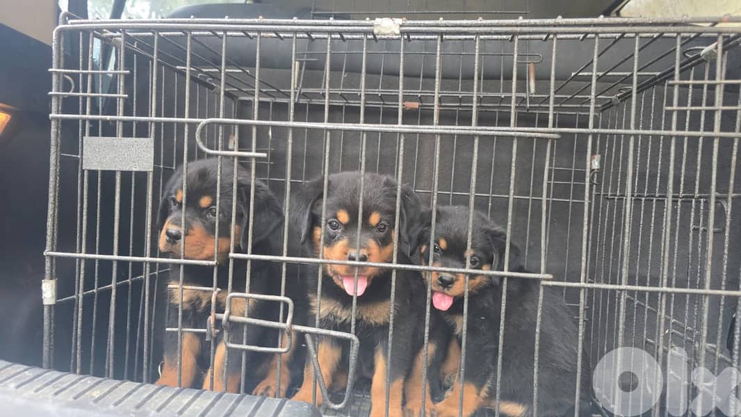 Puppys rotweiker hight quality lra2em 76094651 4