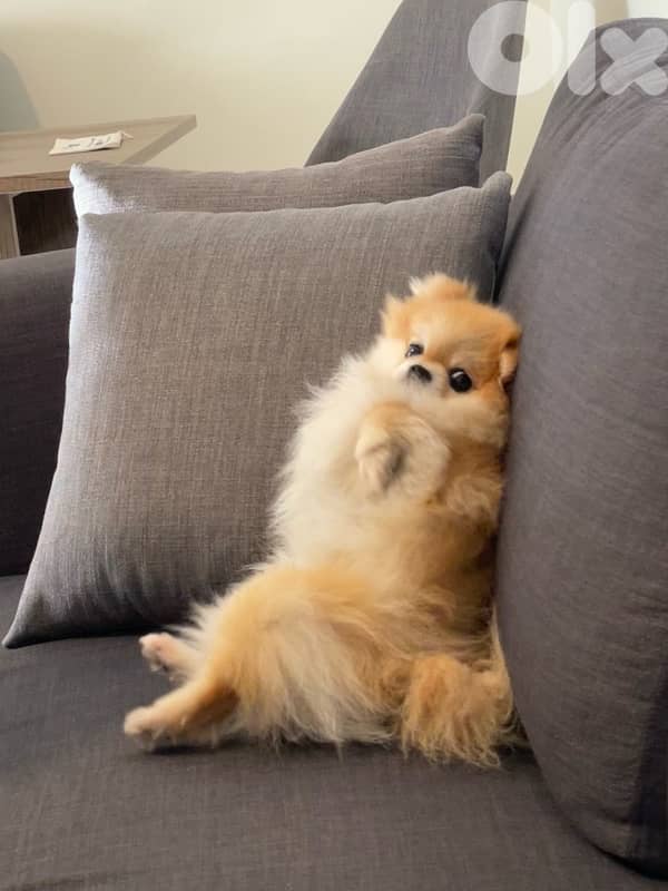 Pomeranian+All needed Items 3