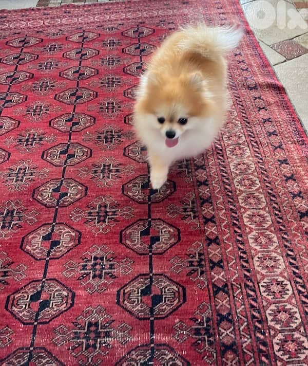 Pomeranian+All needed Items 4