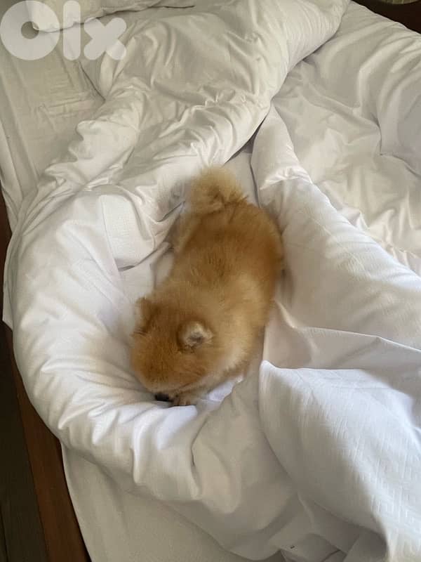 Pomeranian+All needed Items 5