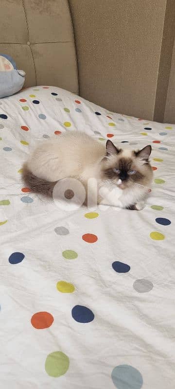 cat for sale 0