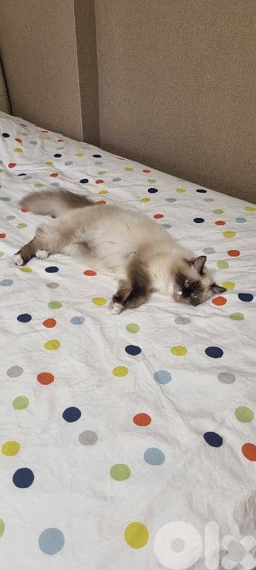cat for sale 1