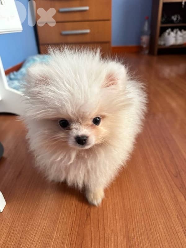 Pomeranian Spitz puppy 0