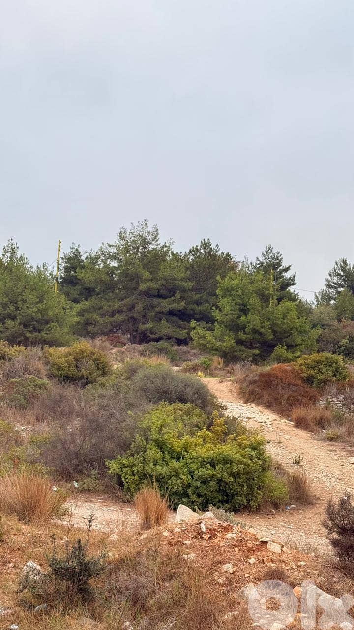 Land for Sale in Safra   أرض للبيع في الصفرا 0