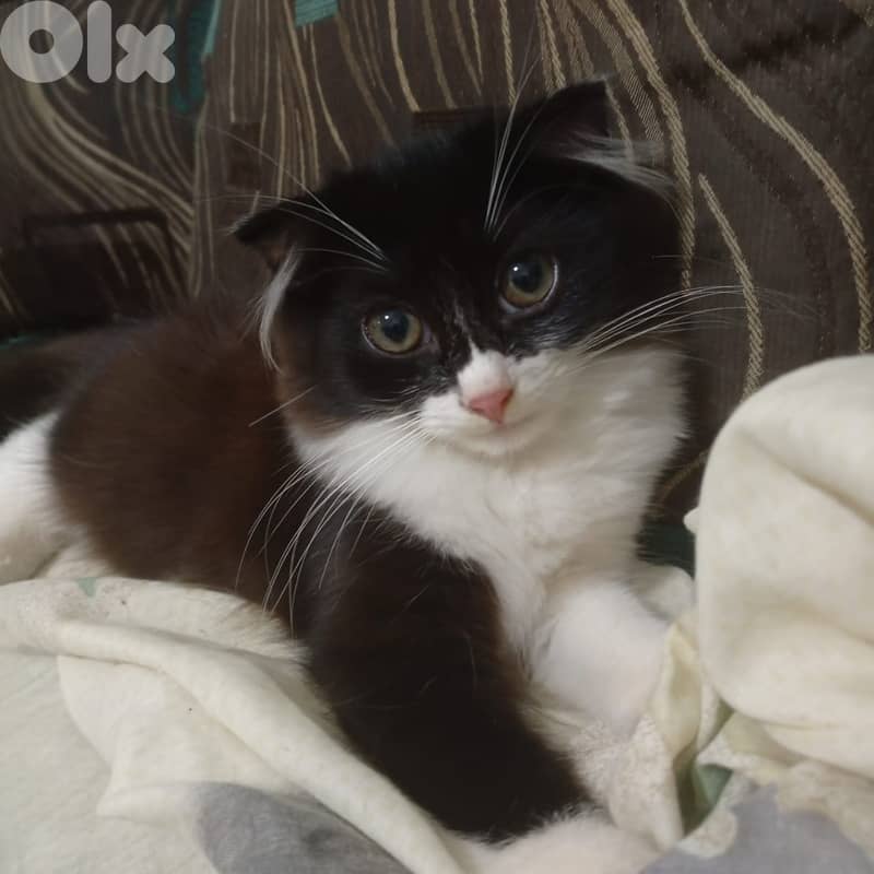 Cats, kittens and a puppy for adoption 0