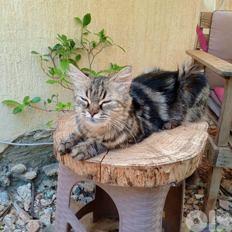 Cats, kittens and a puppy for adoption 2