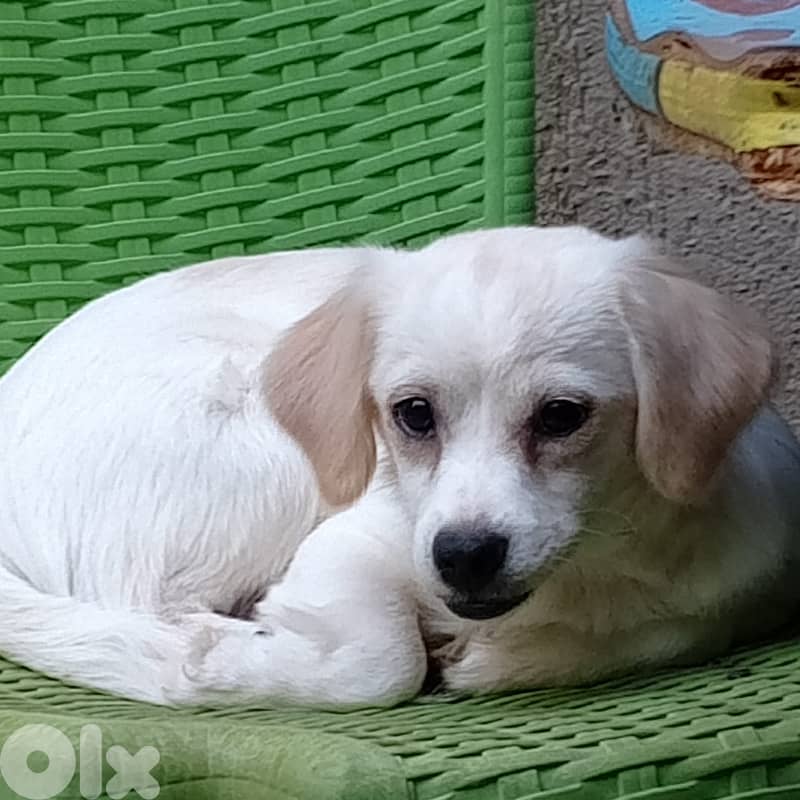 Cats, kittens and a puppy for adoption 3