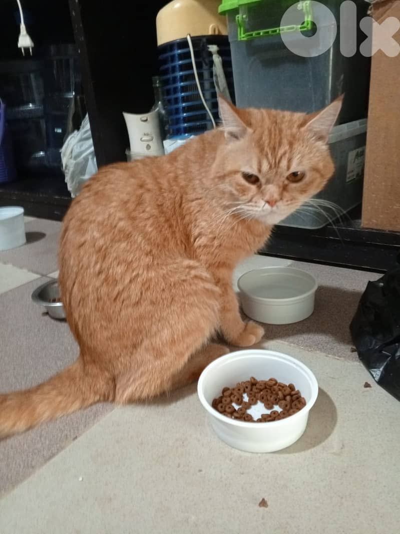 Cats, kittens and a puppy for adoption 4