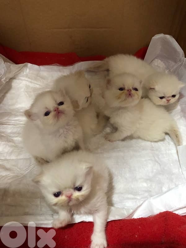 Persian Himalayan flame point 1