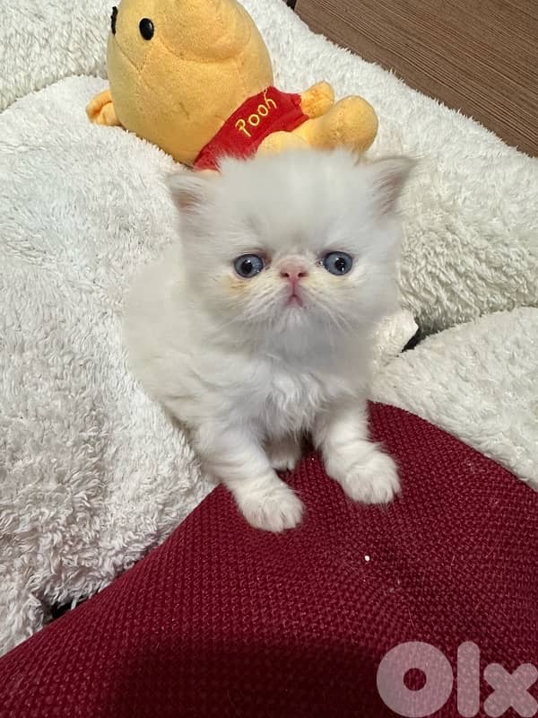 Persian Himalayan flame point 2