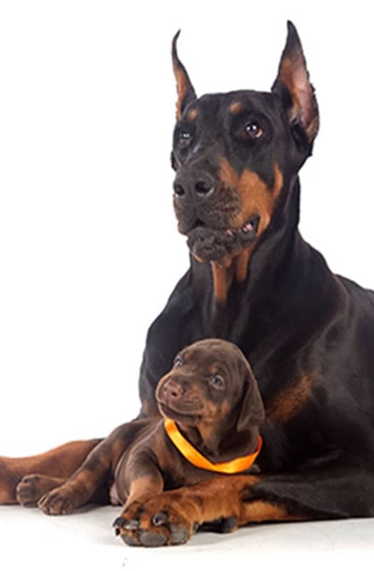 Doberman Puppies Black and tan also Brown 0