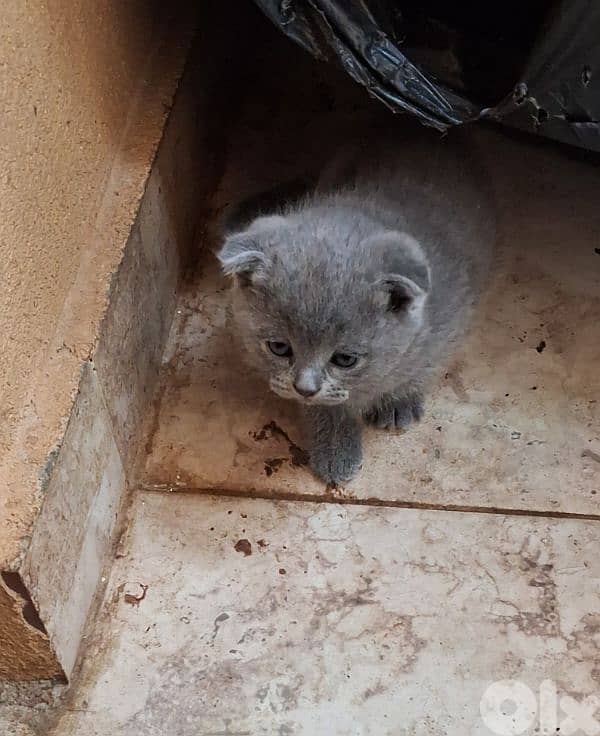 kitten 0