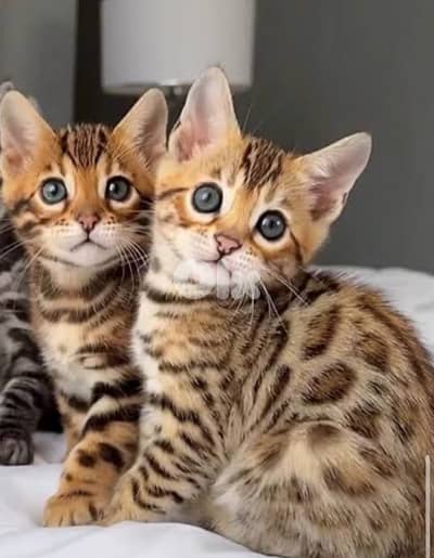 Bengal Kitten