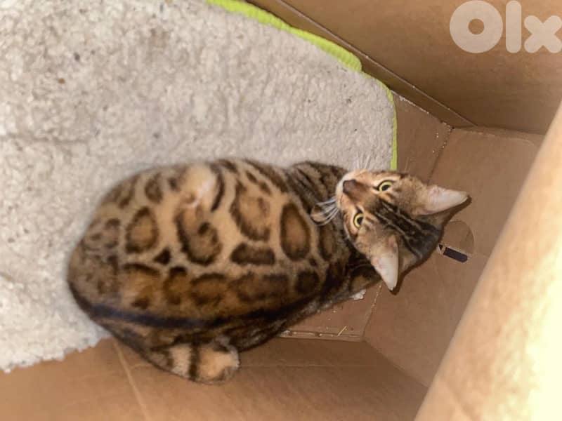 Bengal Kitten 1
