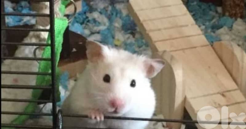 best hamsters for sale 0