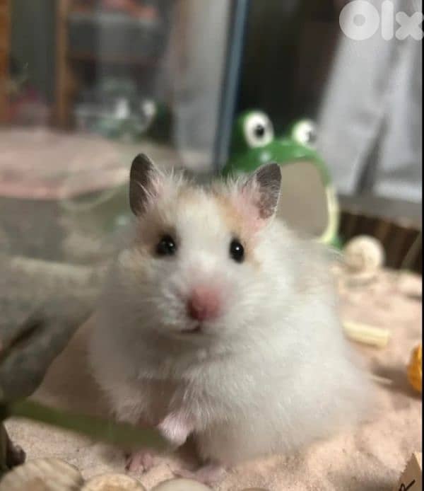 best hamsters for sale 1