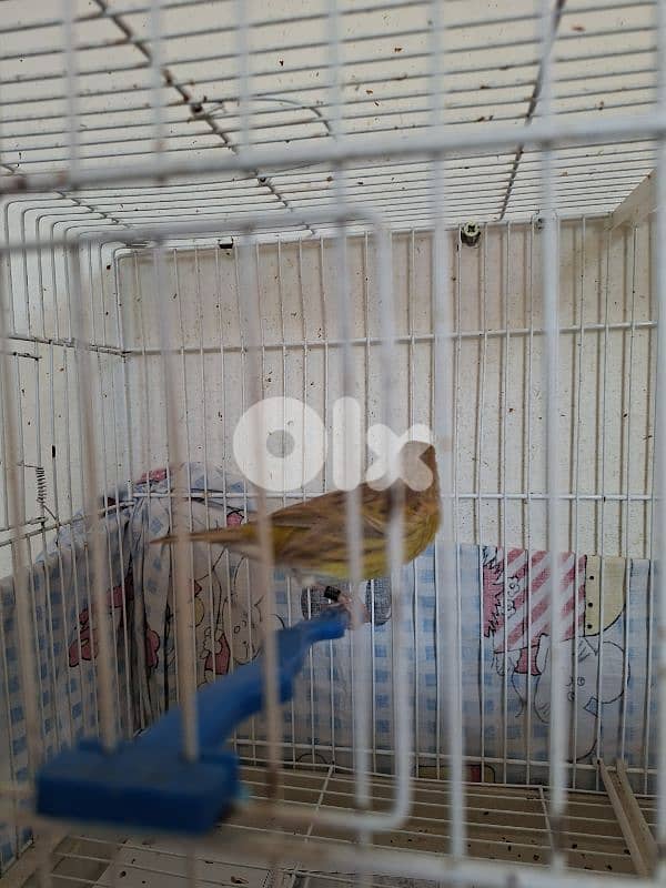 كناري اغات 2