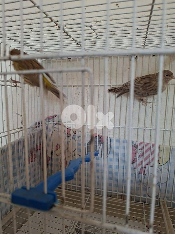 كناري اغات 7