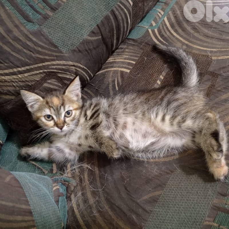 Cats, kittens and a puppy for adoption 5