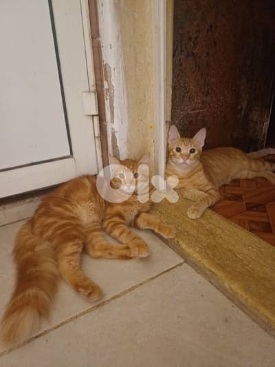 2 male cats for adoption