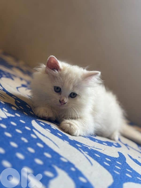 mixed persian kittens 0