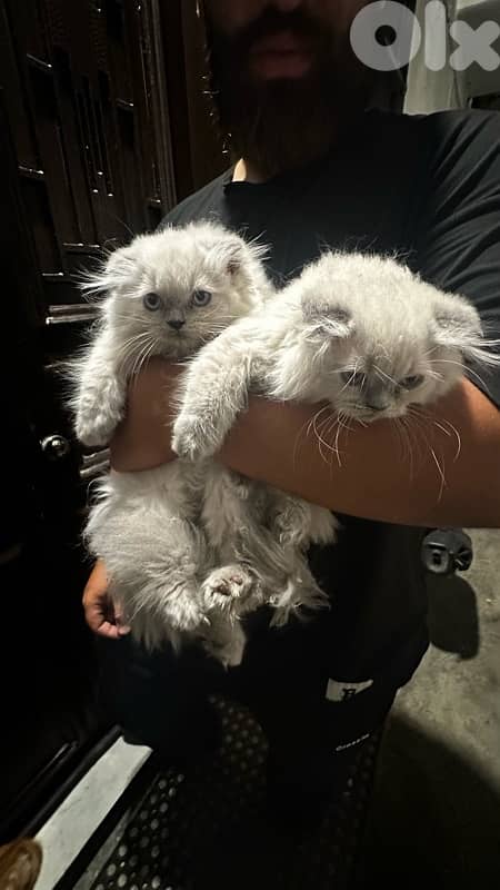 himalayan cat 0