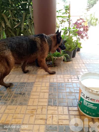 German shepherd