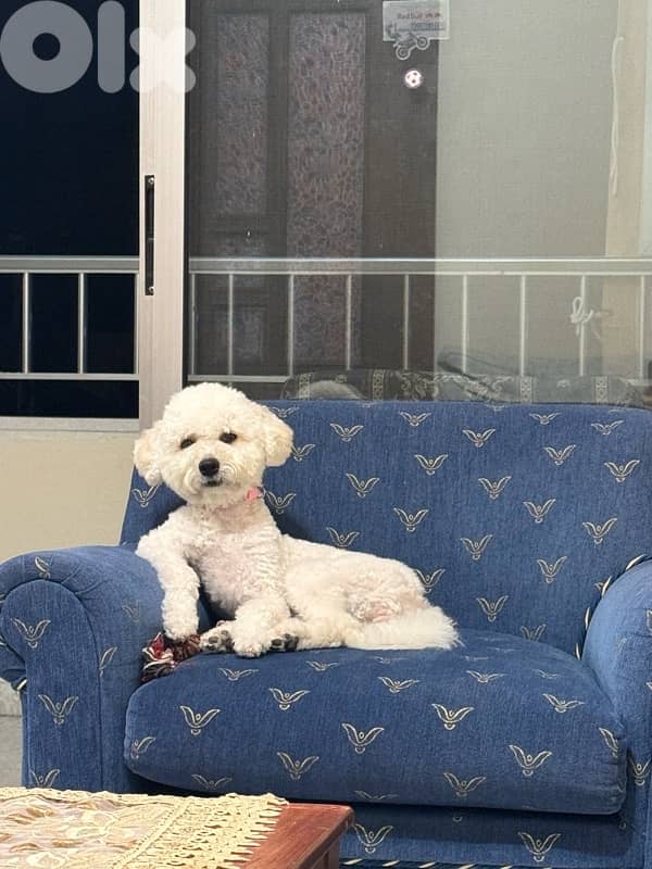 bichon frise 0