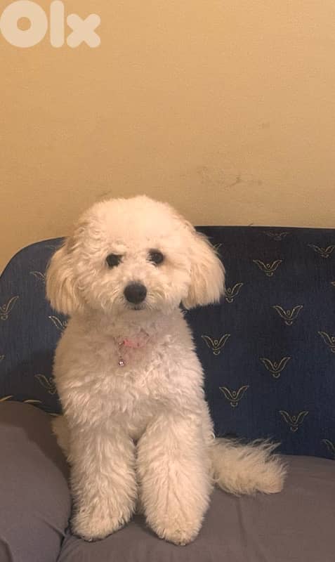 bichon frise 1