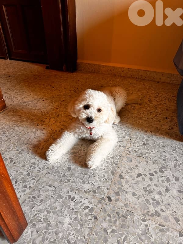 bichon frise 2