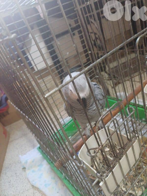 بيروت 0