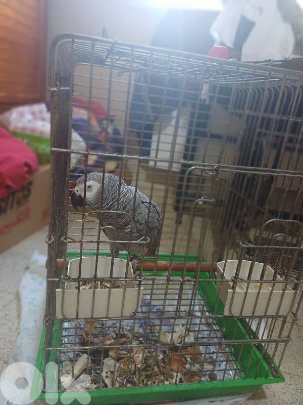 بيروت 2