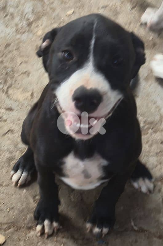 Black and white pitbull for sale 0