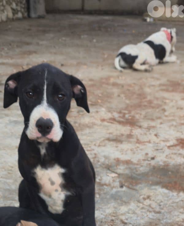 Black and white pitbull for sale 1