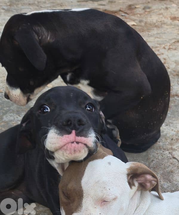 Black and white pitbull for sale 3