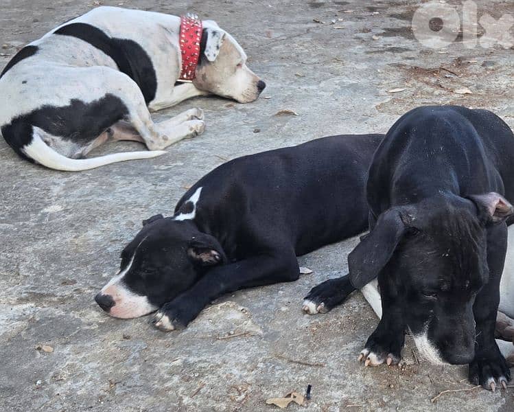 Black and white pitbull for sale 4