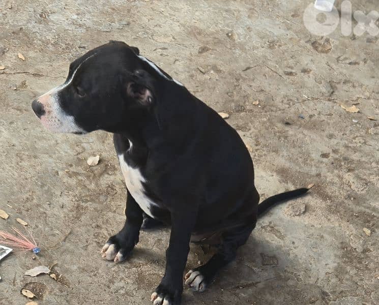 Black and white pitbull for sale 5