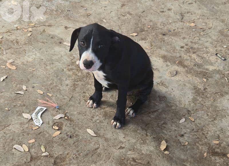 Black and white pitbull for sale 6