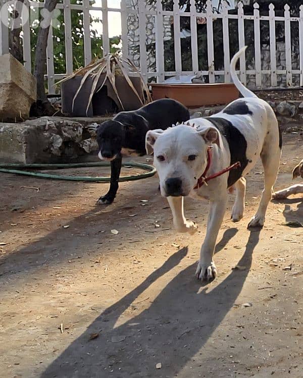 Black and white pitbull for sale 7