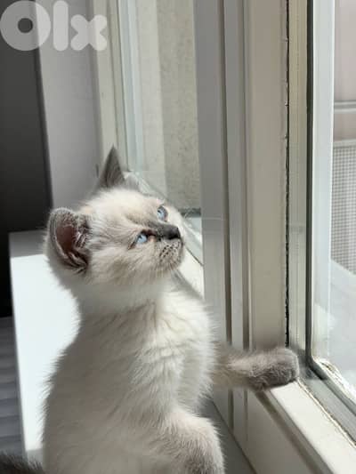 British Blue point kitten