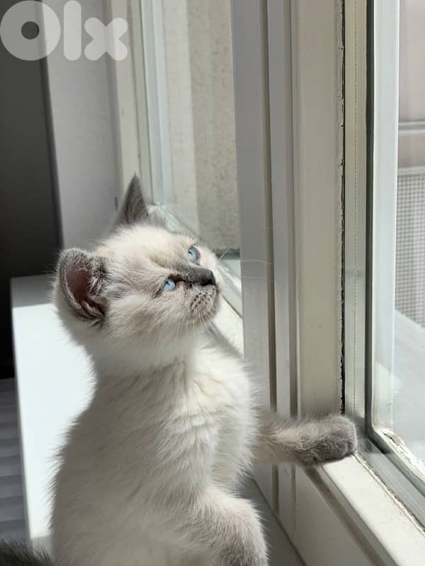 British Blue point kitten 0