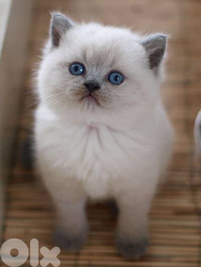 Blue point Kitten British