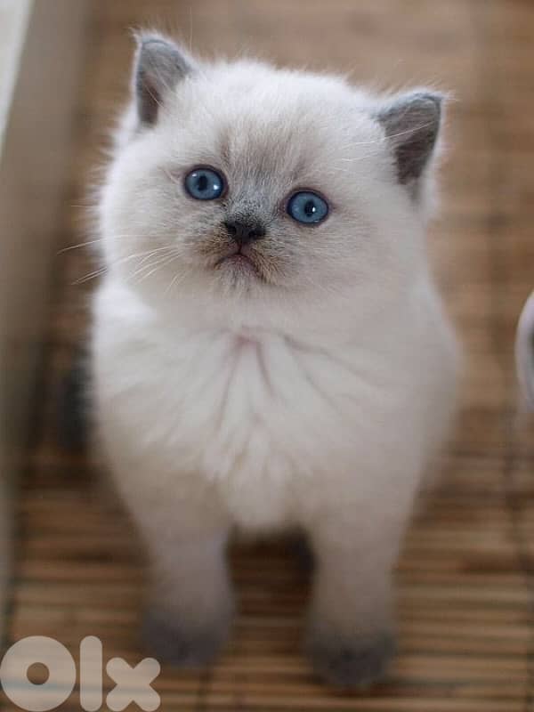 Blue point Kitten British 0